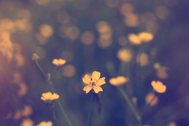 Belo campo com pequenas flores