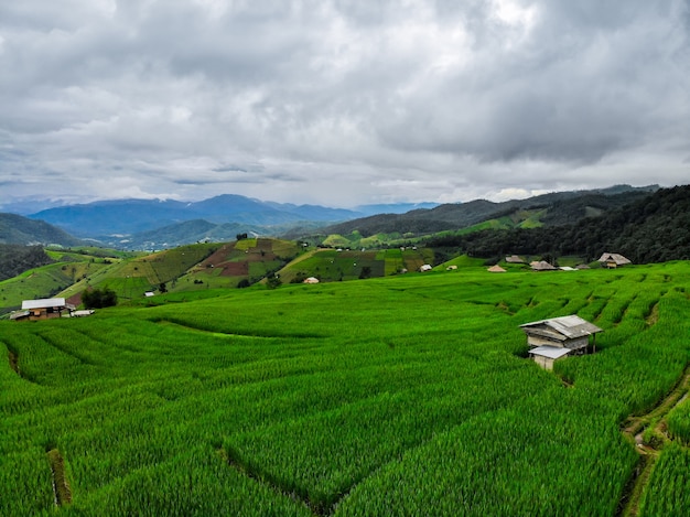 Belo campo de arroz em terraços na colheita