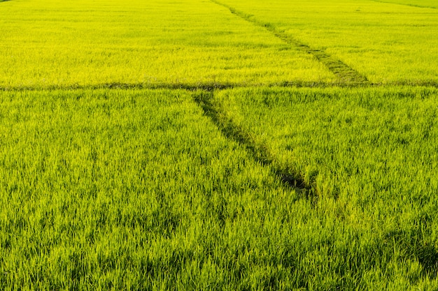 belo campo de arroz fazenda à noite