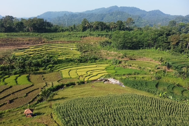 Belo campo de arroz na vista da manhã de Kendal Village Indonésia