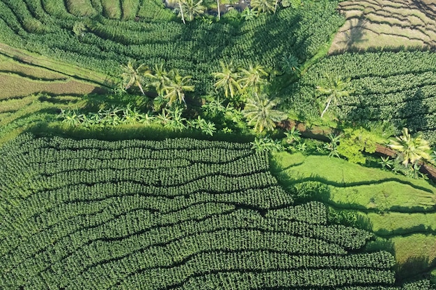 Belo campo de arroz na vista da manhã de Kendal Village Indonésia