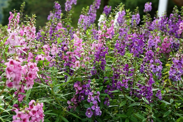 Belo campo de flores Angelonia Goyazensis Benth no jardim