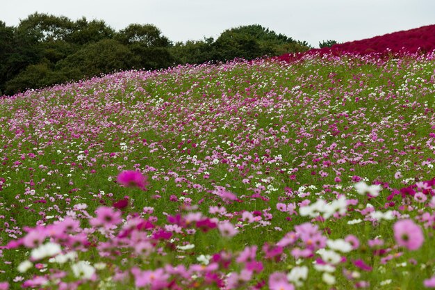 Foto belo campo de flores cosmo