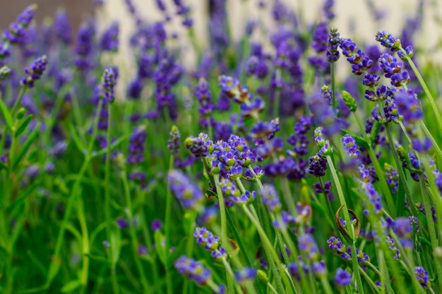 Foto belo campo de flores de lavanda perto da minha casa, onde você pode caminhar e desfrutar do seu cheiro agradável