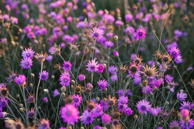 Belo campo de flores. Flores roxas crescem no prado. Fundo natural e textura.
