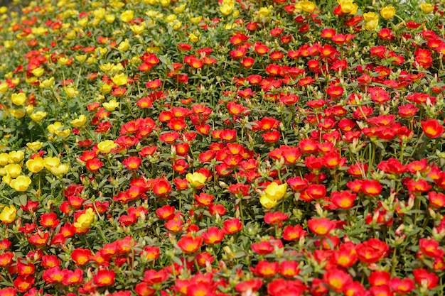 Belo campo de flores oleráceas portulaca