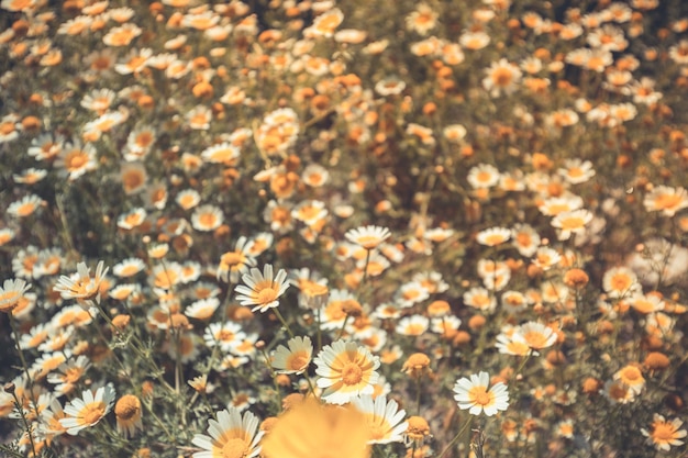 Belo campo de flores silvestres na primavera. Prado de verão abstrato turva com flores brilhantes