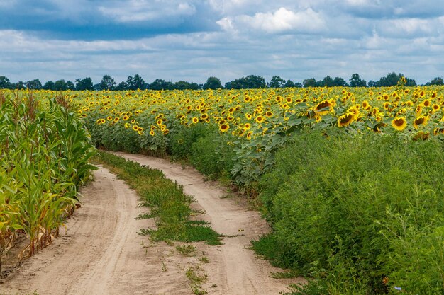 Belo campo de girassóis amarelos em um fundo de céu azul com nuvens