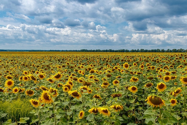 Belo campo de girassóis amarelos em um fundo de céu azul com nuvens