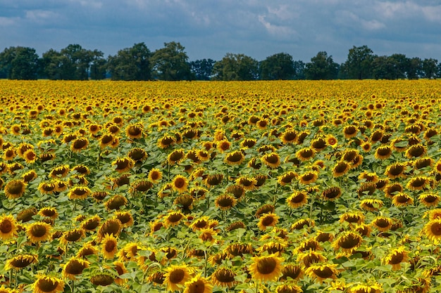 Belo campo de girassóis amarelos em um fundo de céu azul com nuvens