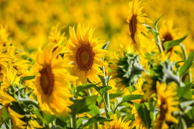 Foto belo campo de girassóis em um dia ensolarado. álava, país basco, espanha