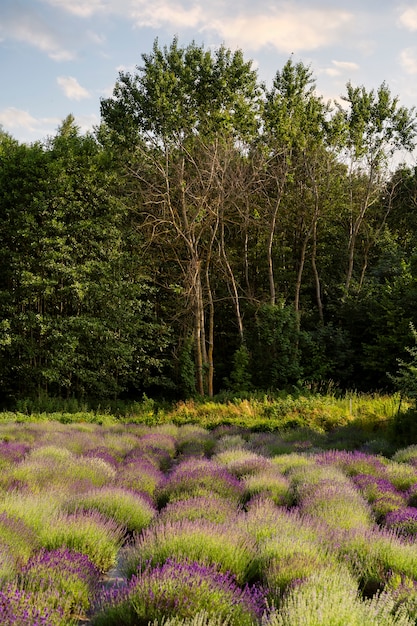 Belo campo de lavanda alto ângulo