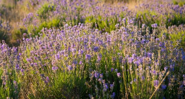 Belo campo de lavanda em Sevastopol Crimeia