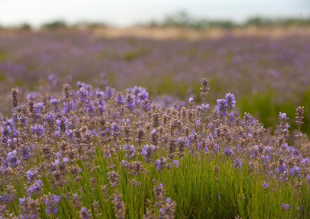 Belo campo de lavanda em Sevastopol Crimeia