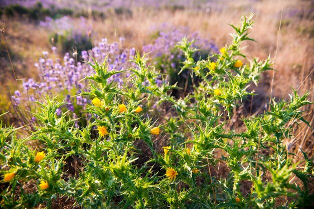 Belo campo de lavanda em Sevastopol Crimeia