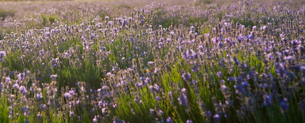 Belo campo de lavanda em sevastopol crimeia