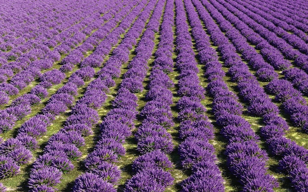 Belo campo de lavanda ilustração de renderização 3d