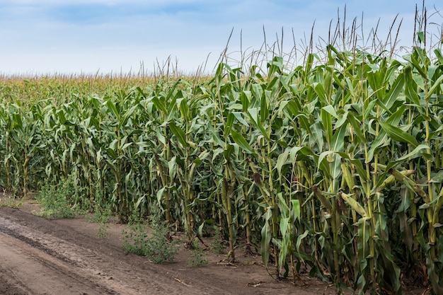 Belo campo de milho amarelo, trabalho em terras agrícolas, plano de fundo da natureza