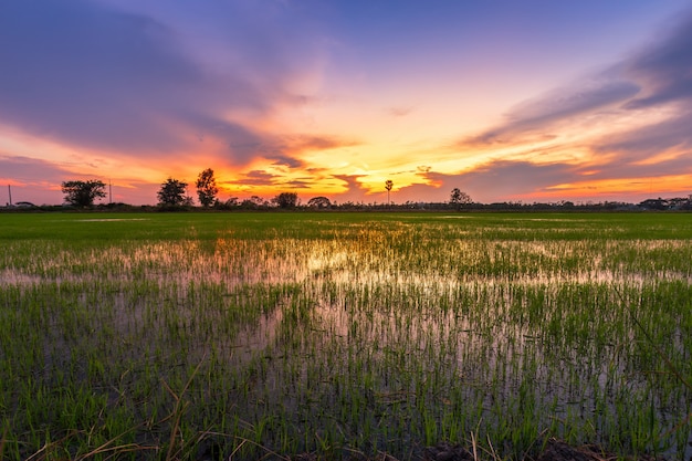 Belo campo de milho verde com céu pôr do sol