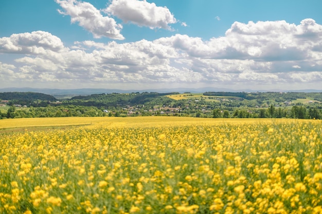 Belo campo de prados com grama fresca e flores amarelas na natureza contra um céu azul embaçado com