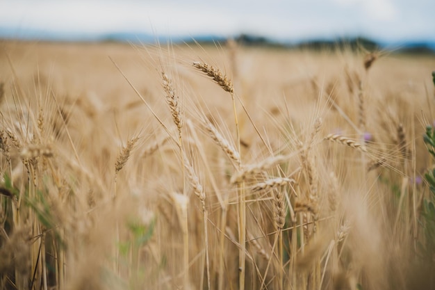 Belo campo de trigo dourado crescendo no verão