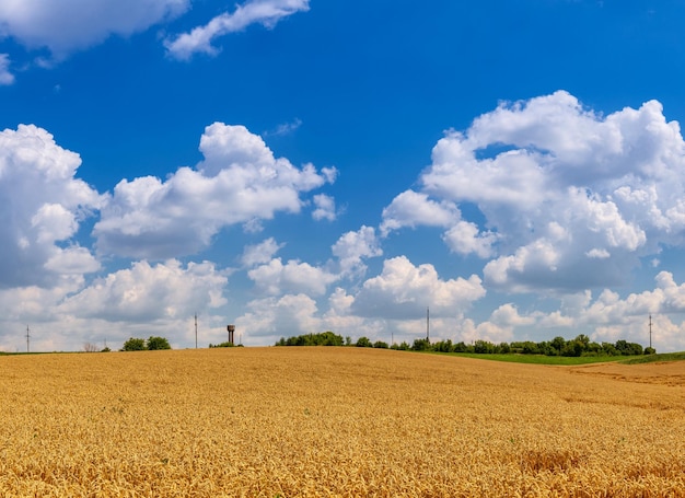 Belo campo de trigo em um dia ensolarado Colheita de grãos paisagem ucraniana