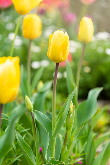 Foto belo campo de tulipas e luz do sol no verão