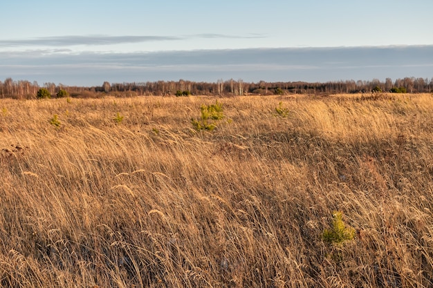 belo campo na Rússia no outono