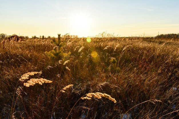 Belo campo na rússia no outono