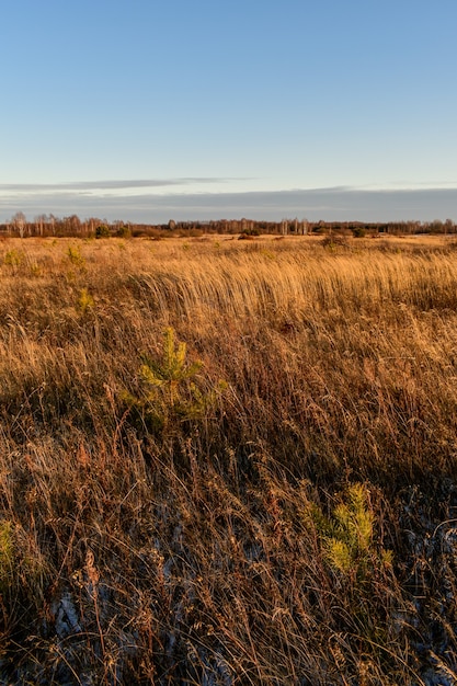 Belo campo na rússia no outono