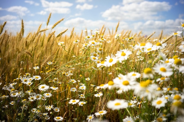 Belo campo rural com flores de alfafa em um dia de primavera