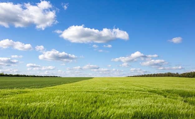 Belo campo verde com paisagem de nuvens contrastantes