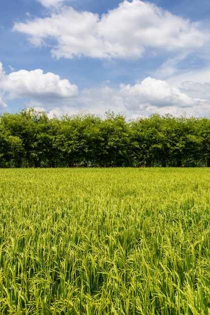 Belo campo verde na zona rural com um céu azul como pano de fundo.