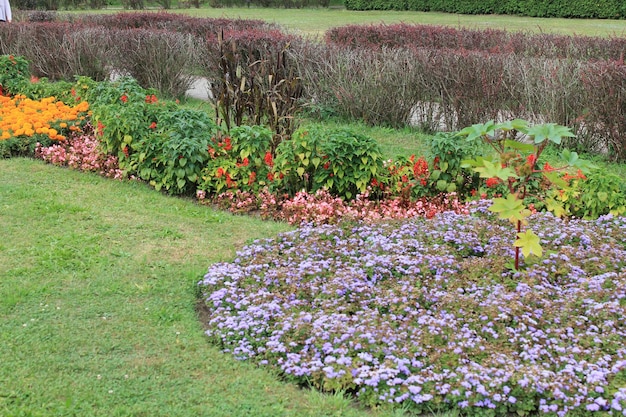 Belo canteiro de flores com flores diferentes coloridas florescendo