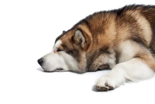 Foto belo cão adulto jovem husky deitado no branco