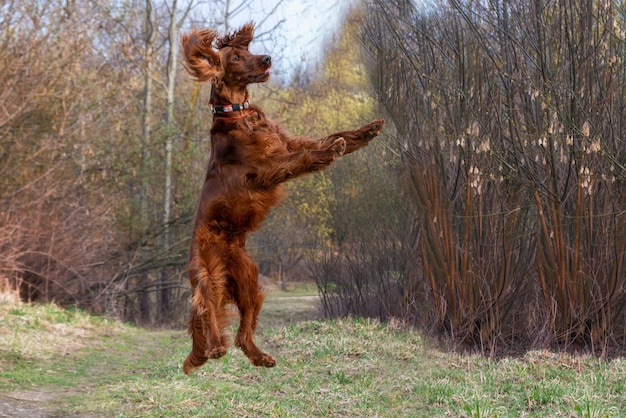 Belo cão de caça jovem Setter Irlandês pulando