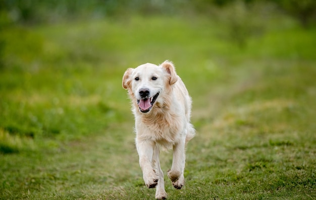 Belo cão golden retriever correndo na natureza da primavera