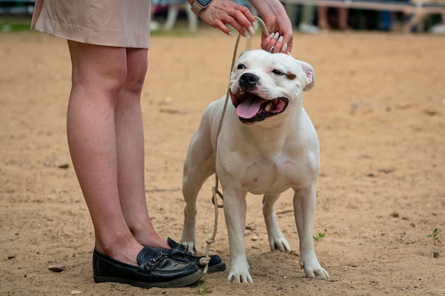 Belo cão Pit Bull branco em uma exposição de cães