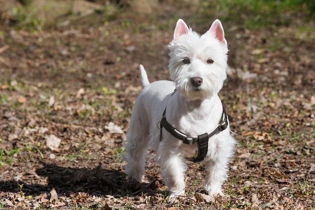 Belo cão West Highland White Terrier fecha o retrato da natureza na floresta