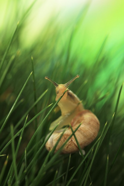 Belo caracol na grama verde de perto