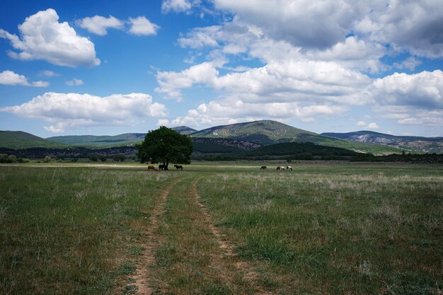 Belo carvalho com folhagem verde contra o céu azul e grama verde sob a coroa