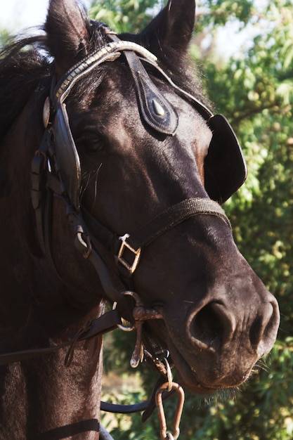 Belo cavalo ao ar livre dia de verão