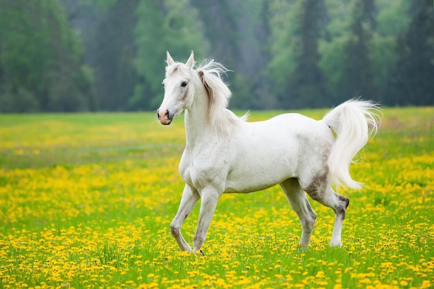 Belo cavalo árabe branco no campo