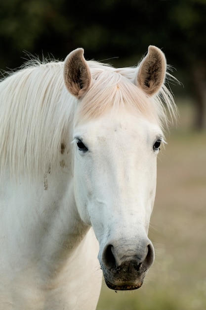 Belo cavalo branco livre nas pastagens