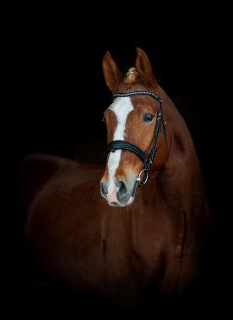 Foto belo cavalo castanho em retrato de freio em preto