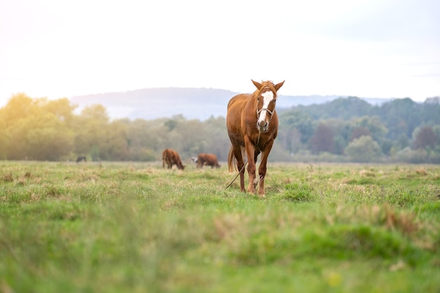 Belo cavalo castanho pastando no campo de verão de pastagem verde.