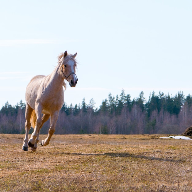 Belo cavalo corre