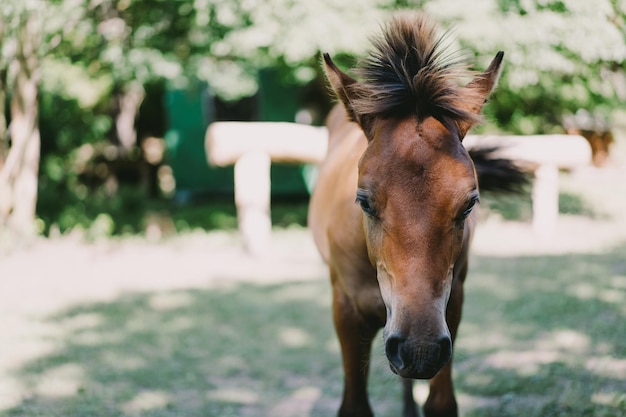 Belo cavalo correndo e parado na grama alta retrato de um cavalo