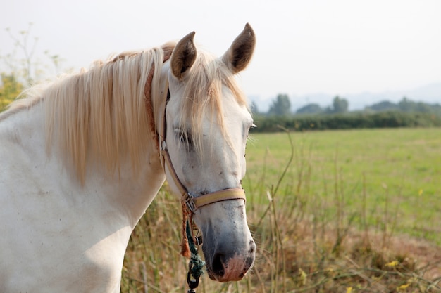 Belo cavalo livre nas pastagens