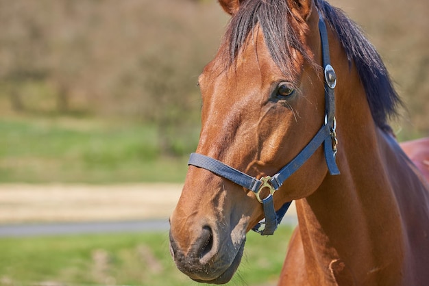 Belo cavalo maravilha da natureza uma telefoto um belo cavalo marrom